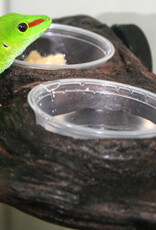 Magnaturals MAGNATURALS Gecko Ledge - Earth