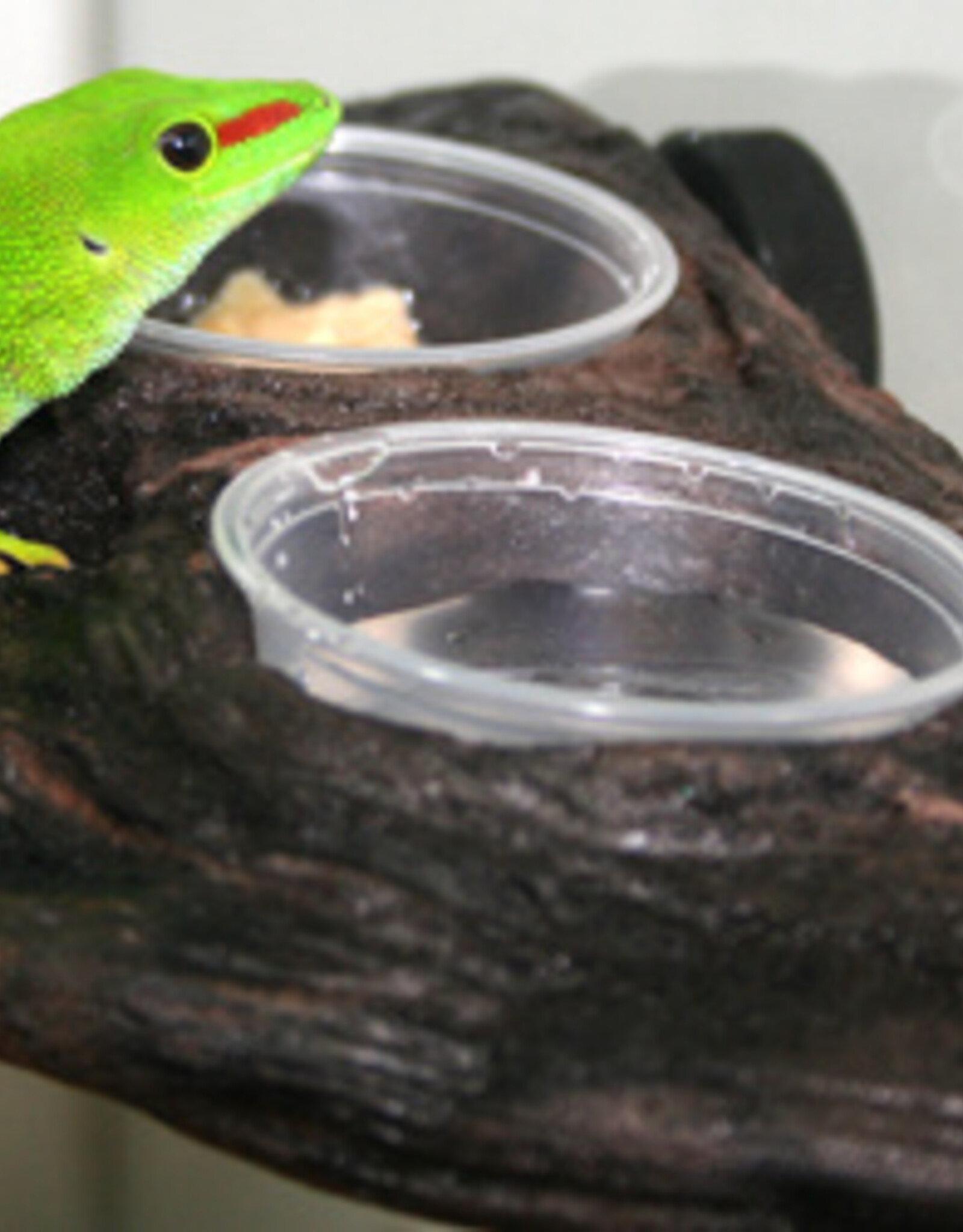 Magnaturals MAGNATURALS Gecko Ledge - Earth