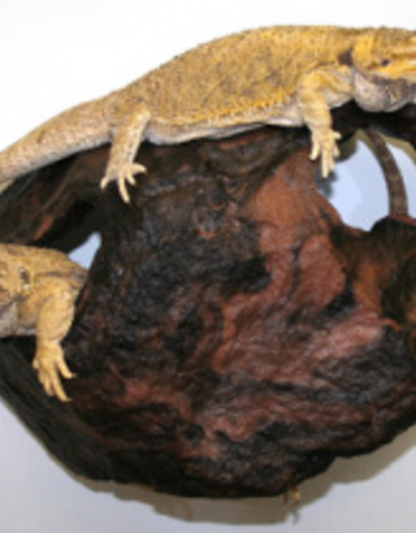 Magnaturals MAGNATURALS Hideaway