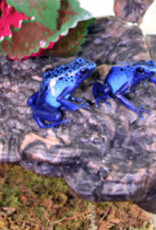 Magnaturals MAGNATURALS Mushroom Ledge