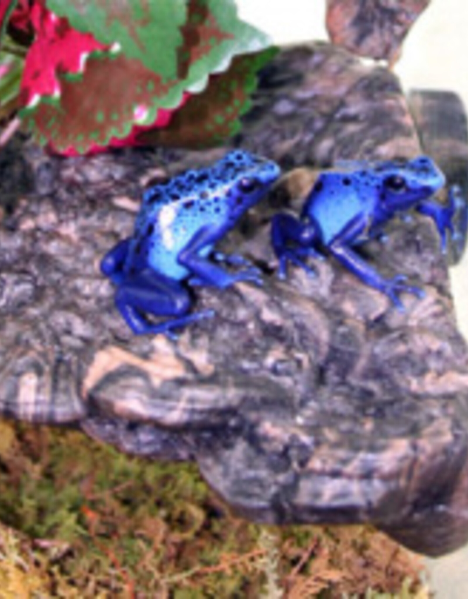 Magnaturals MAGNATURALS Mushroom Ledge