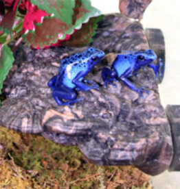 Magnaturals MAGNATURALS Mushroom Ledge