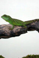 Magnaturals MAGNATURALS Mushroom Ledge