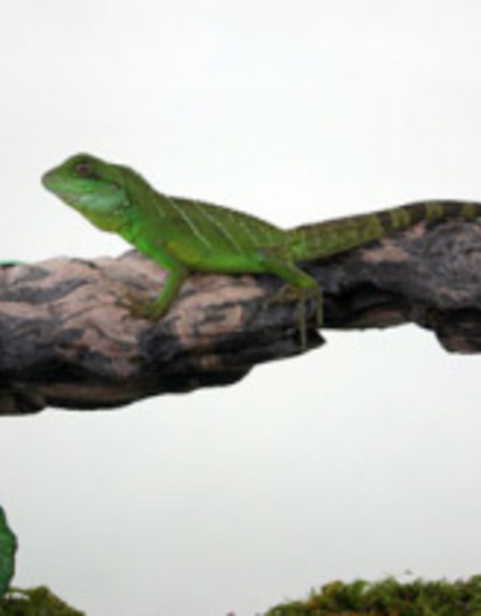 Magnaturals MAGNATURALS Mushroom Ledge