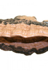 Magnaturals MAGNATURALS Mushroom Ledge