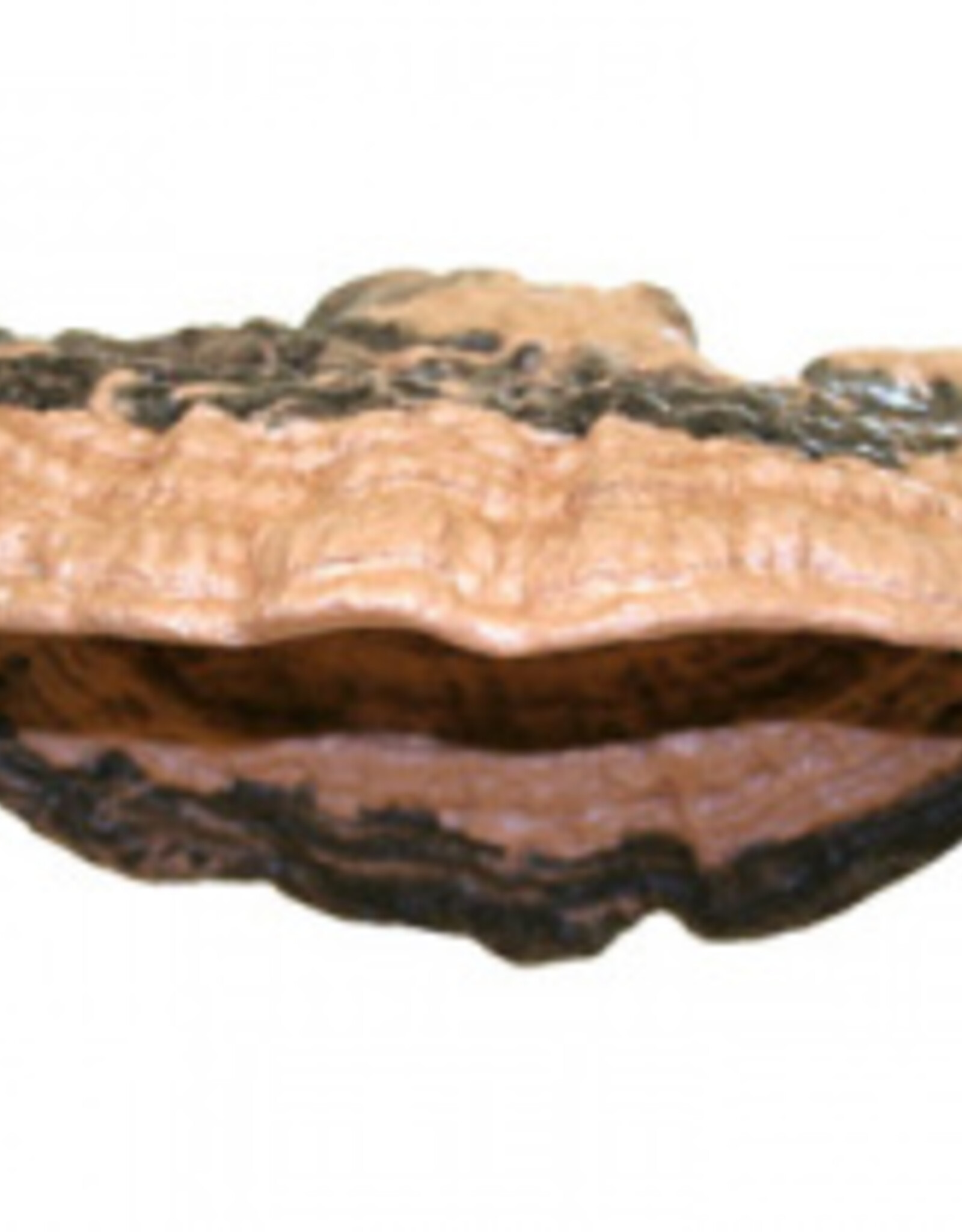 Magnaturals MAGNATURALS Mushroom Ledge