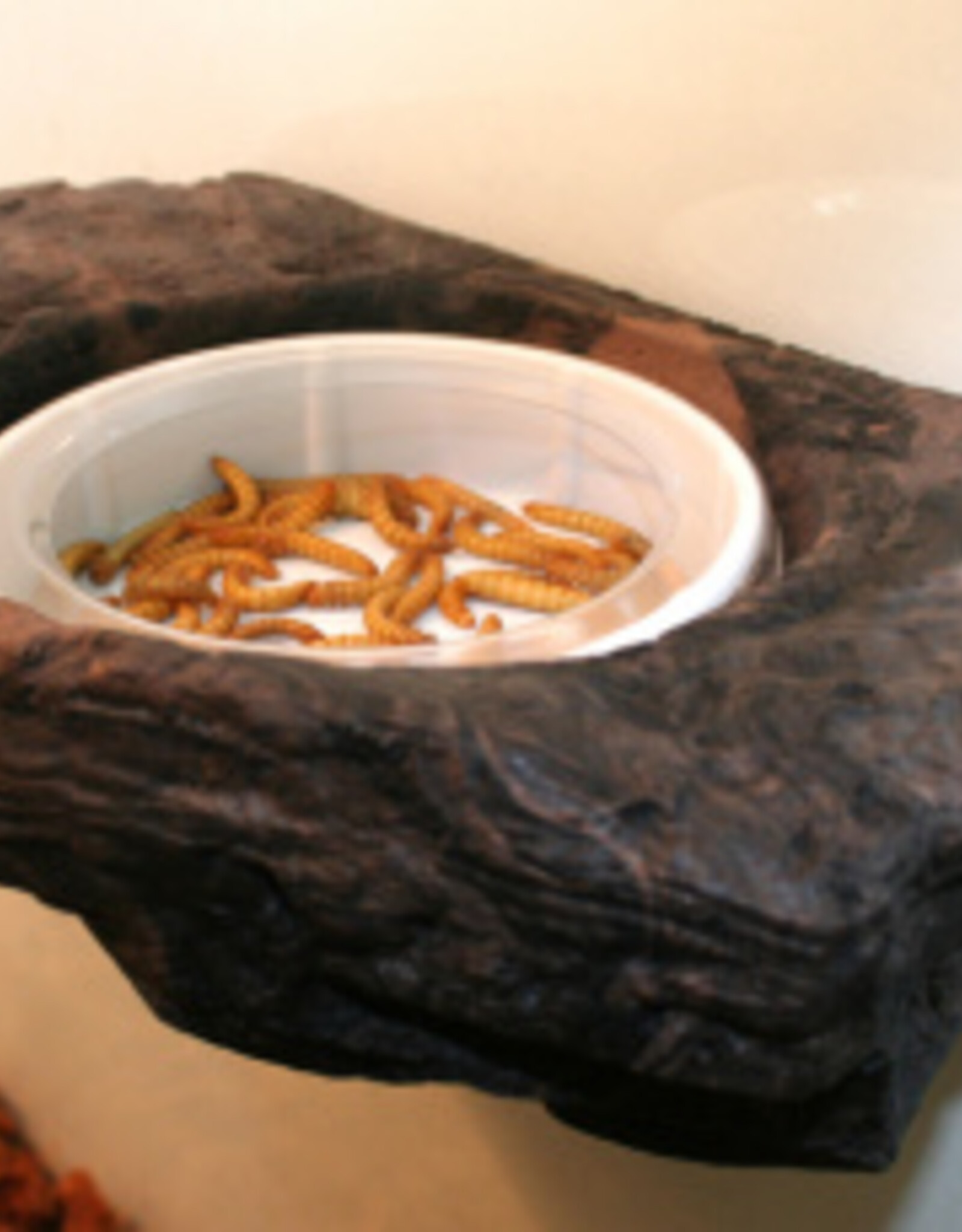 Magnaturals MAGNATURALS Worm Ledge