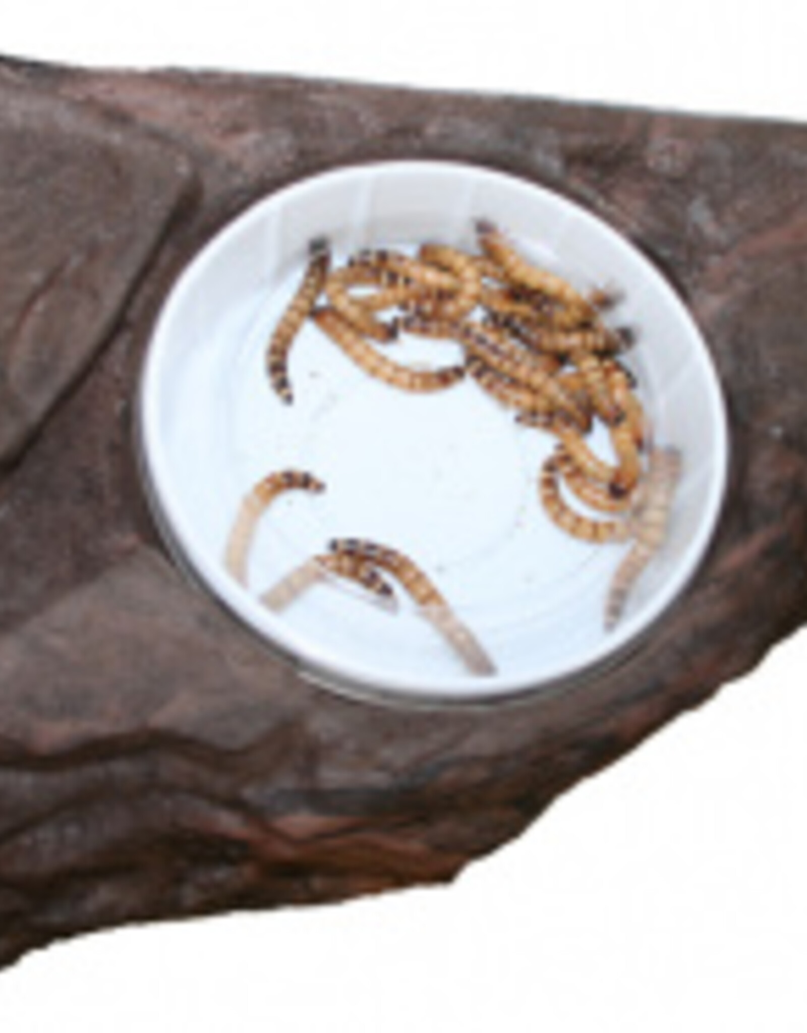 Magnaturals MAGNATURALS Worm Ledge