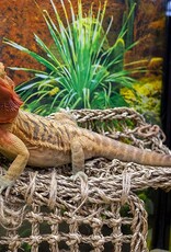 Penn Plax PENN PLAX Natural Lizard Lounger Hammock Corner