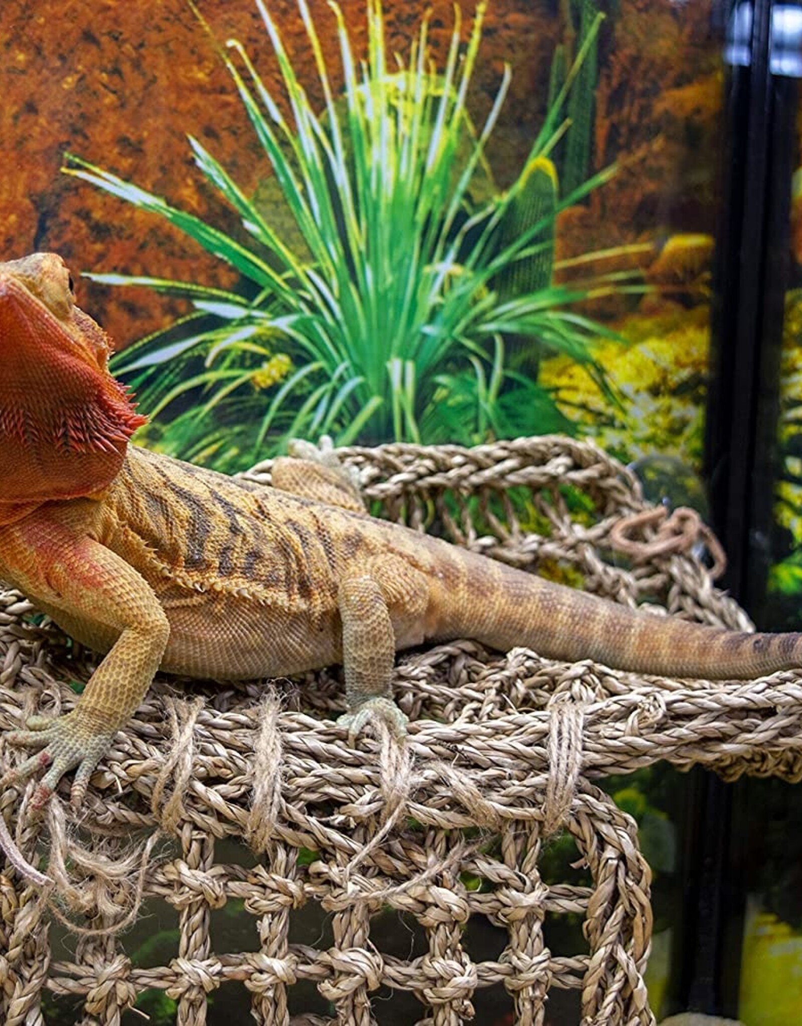 Penn Plax PENN PLAX Natural Lizard Lounger Hammock Corner