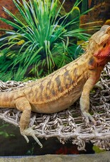 Penn Plax PENN PLAX Natural Lizard Lounger Hammock Corner