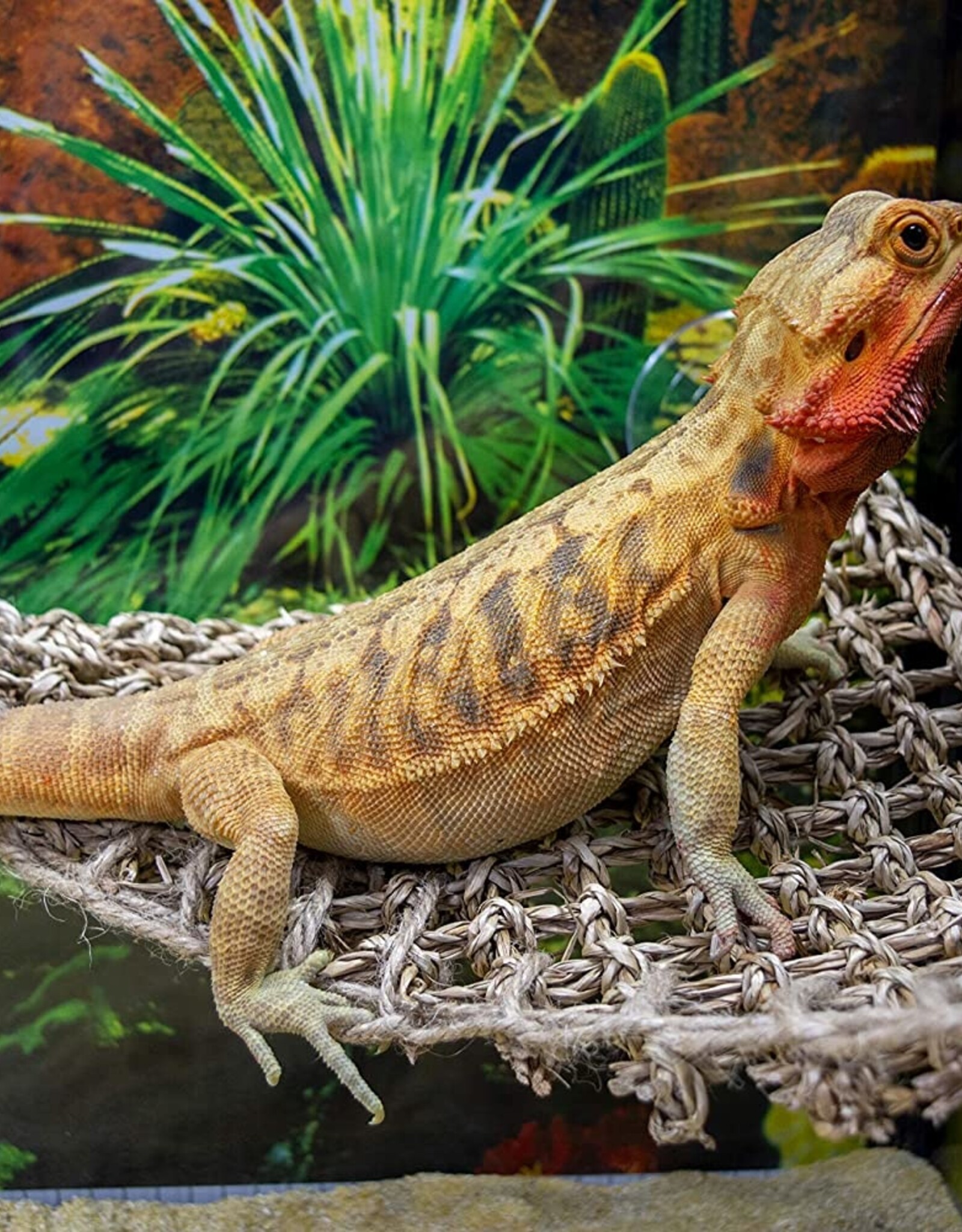 Penn Plax PENN PLAX Natural Lizard Lounger Hammock Corner