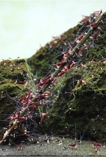 GlasGarten GLASGARTEN Shrimp Lollies 11g