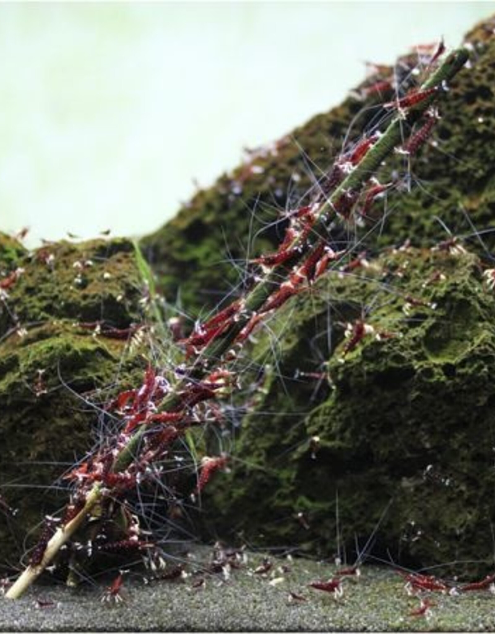 GlasGarten GLASGARTEN Shrimp Lollies 11g