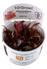 Tropica 1-2-GROW! Alternanthera reineckii 'Mini'
