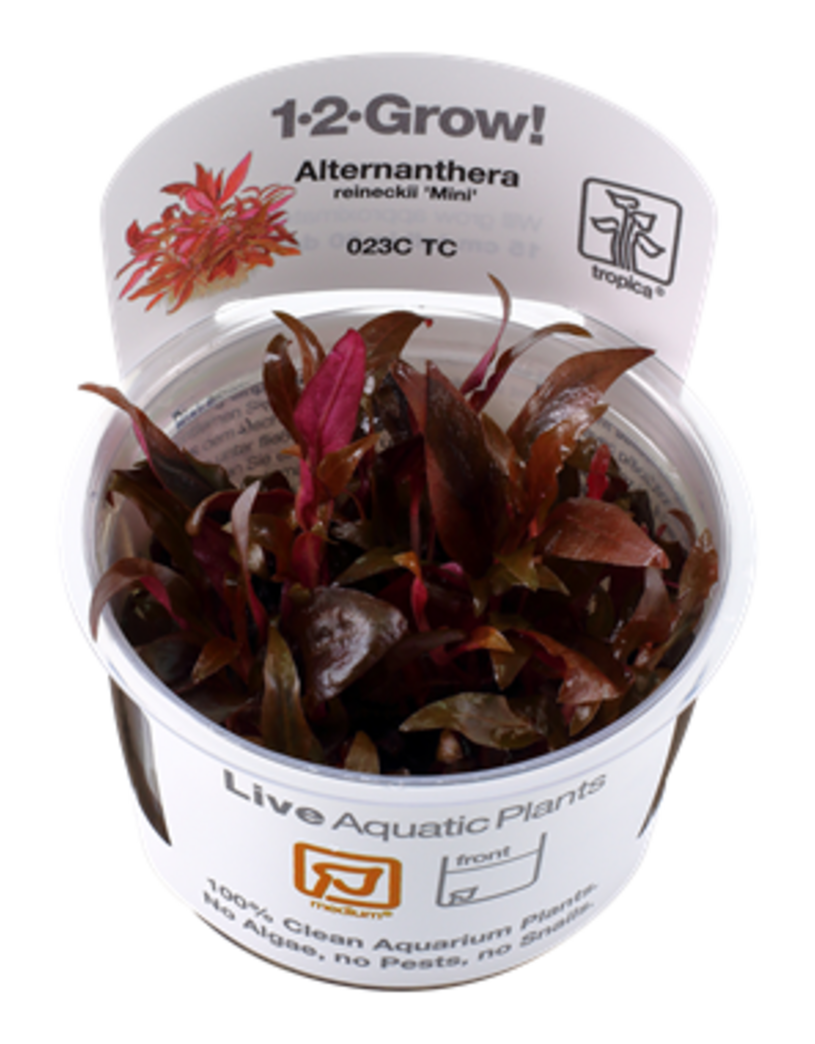 Tropica 1-2-GROW! Alternanthera reineckii 'Mini'