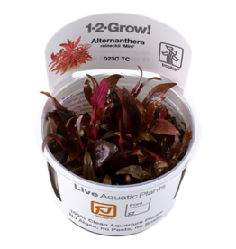 Tropica 1-2-GROW! Alternanthera reineckii 'Mini'