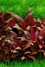 Tropica 1-2-GROW! Alternanthera reineckii 'Mini'