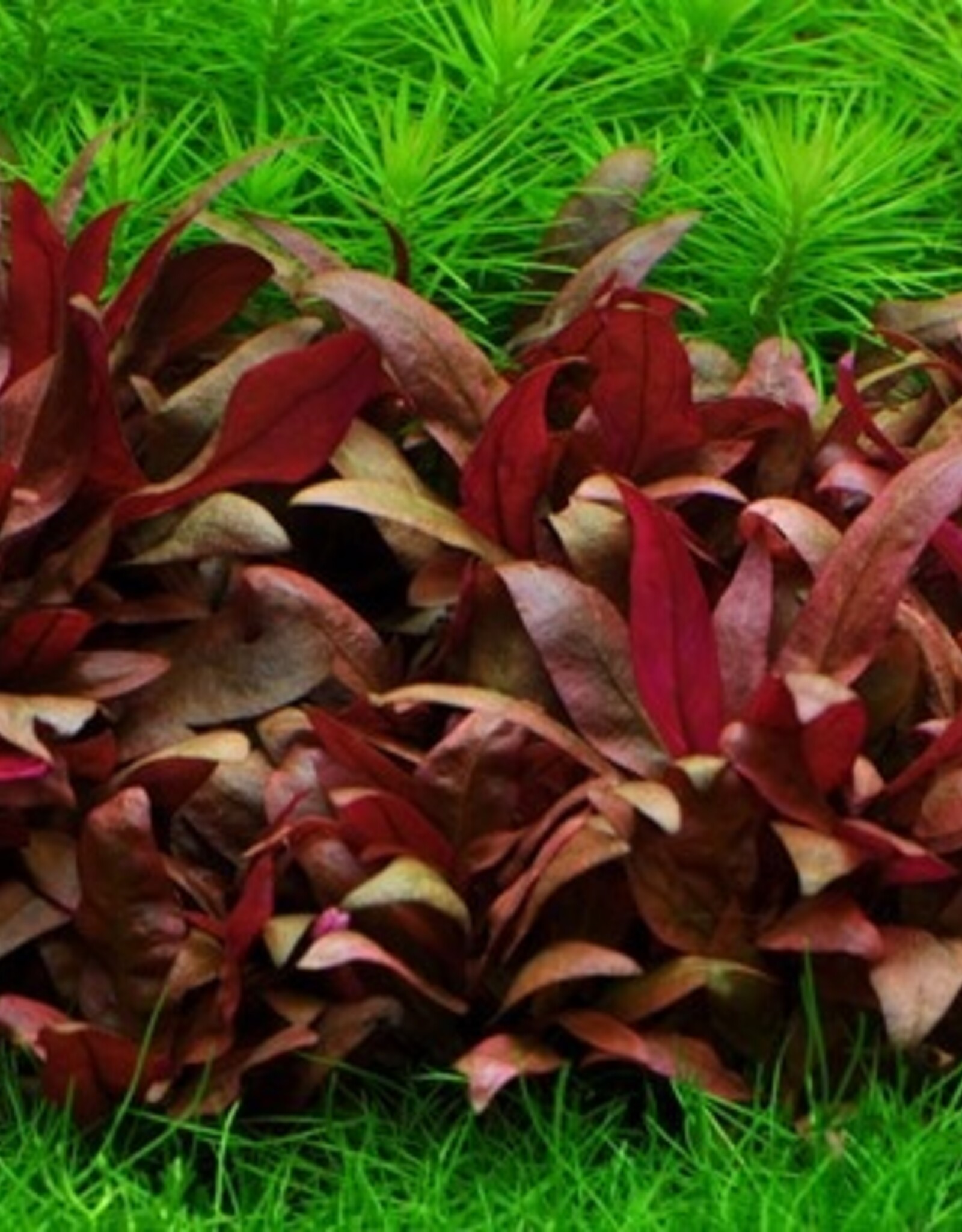 Tropica 1-2-GROW! Alternanthera reineckii 'Mini'