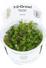 Tropica 1-2-GROW! Bacopa caroliniana