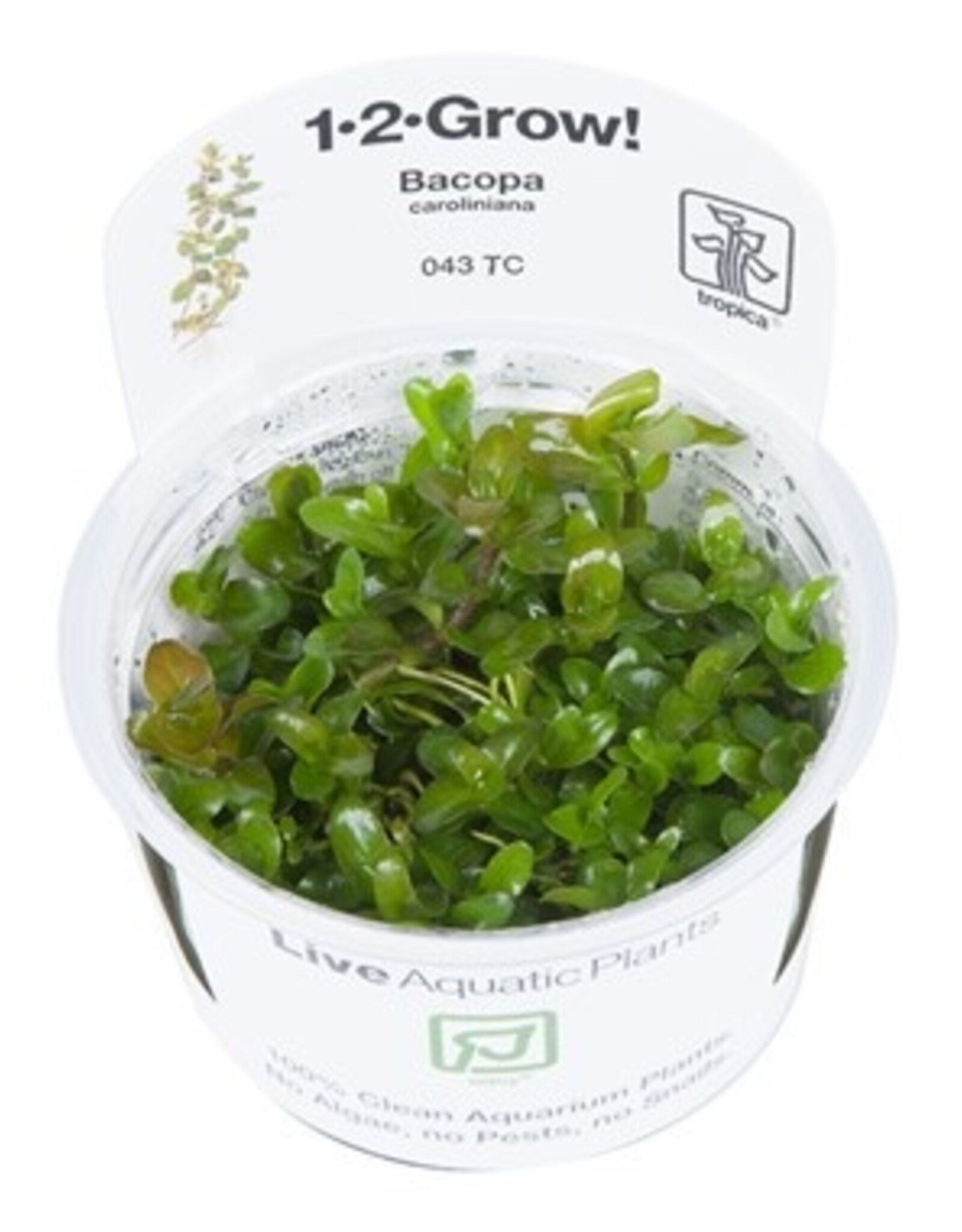 Tropica 1-2-GROW! Bacopa caroliniana