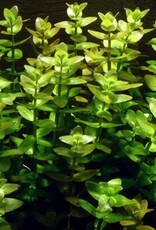 Tropica 1-2-GROW! Bacopa caroliniana