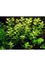 Tropica 1-2-GROW! Bacopa caroliniana