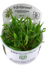 Tropica 1-2-GROW! Cryptocoryne wendtii 'Green'