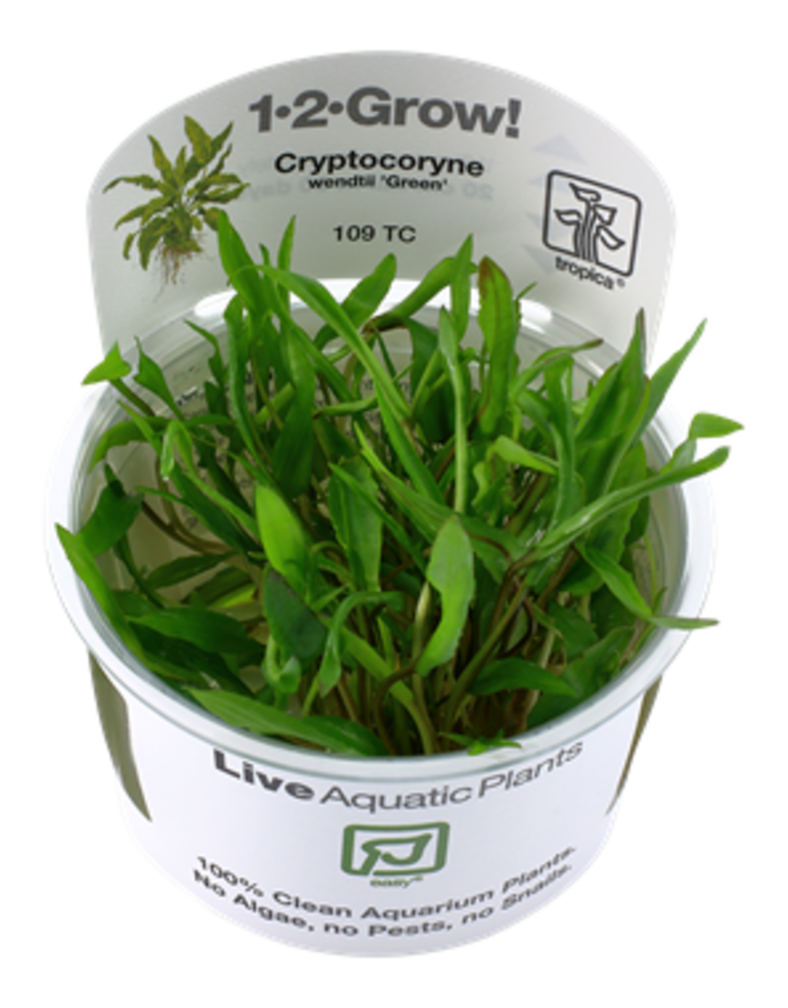 Tropica 1-2-GROW! Cryptocoryne wendtii 'Green'
