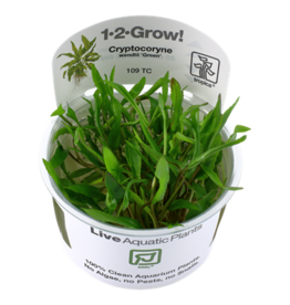 Tropica 1-2-GROW! Cryptocoryne wendtii 'Green'