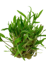 Tropica 1-2-GROW! Cryptocoryne wendtii 'Green'