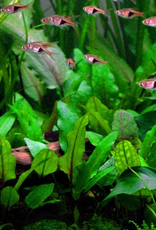 Tropica 1-2-GROW! Cryptocoryne wendtii 'Green'