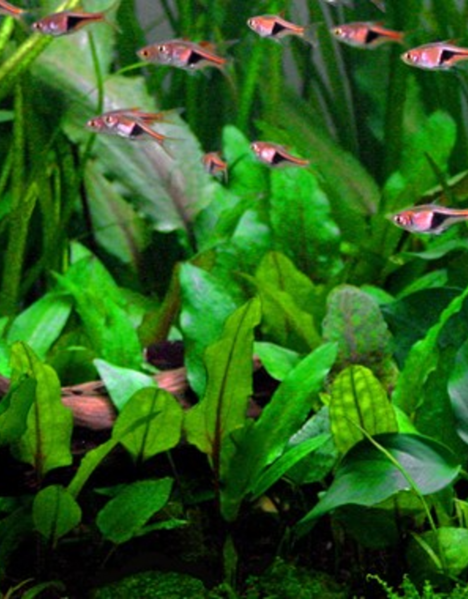 Tropica 1-2-GROW! Cryptocoryne wendtii 'Green'