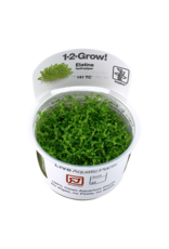 Tropica 1-2-GROW! Elatine hydropiper