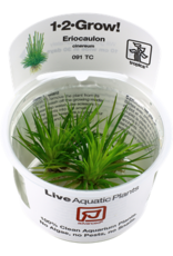 Tropica 1-2-GROW! Eriocaulon cinereum