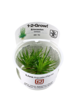 Tropica 1-2-GROW! Eriocaulon cinereum