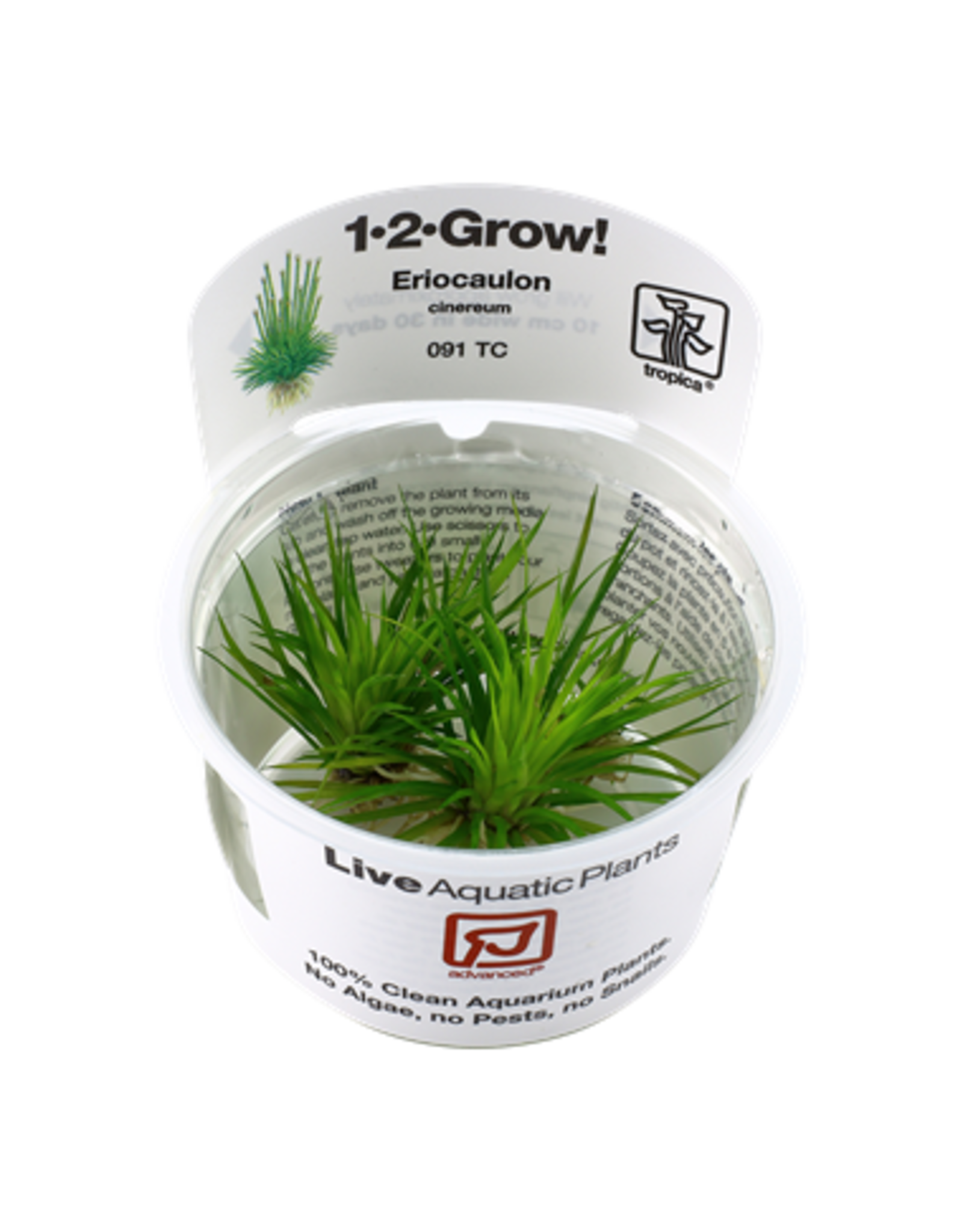 Tropica 1-2-GROW! Eriocaulon cinereum