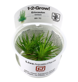Tropica 1-2-GROW! Eriocaulon cinereum
