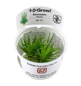 Tropica 1-2-GROW! Eriocaulon cinereum