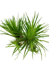 Tropica 1-2-GROW! Eriocaulon cinereum