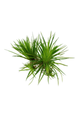 Tropica 1-2-GROW! Eriocaulon cinereum 'Polaris'