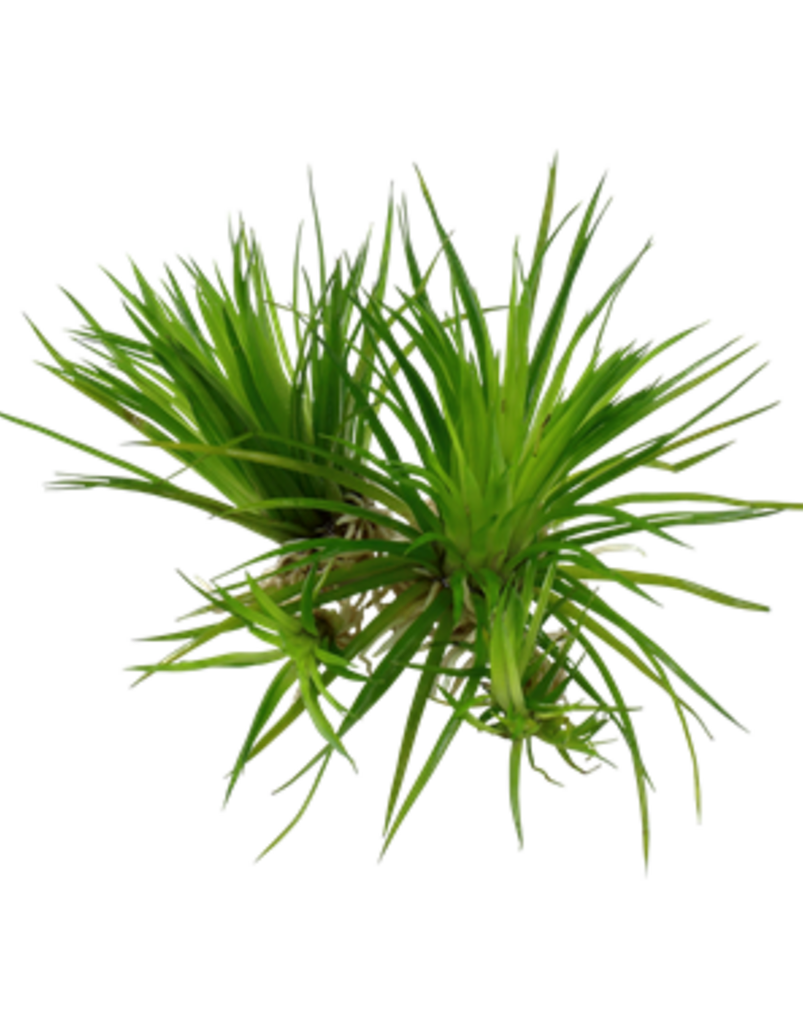 Tropica 1-2-GROW! Eriocaulon cinereum