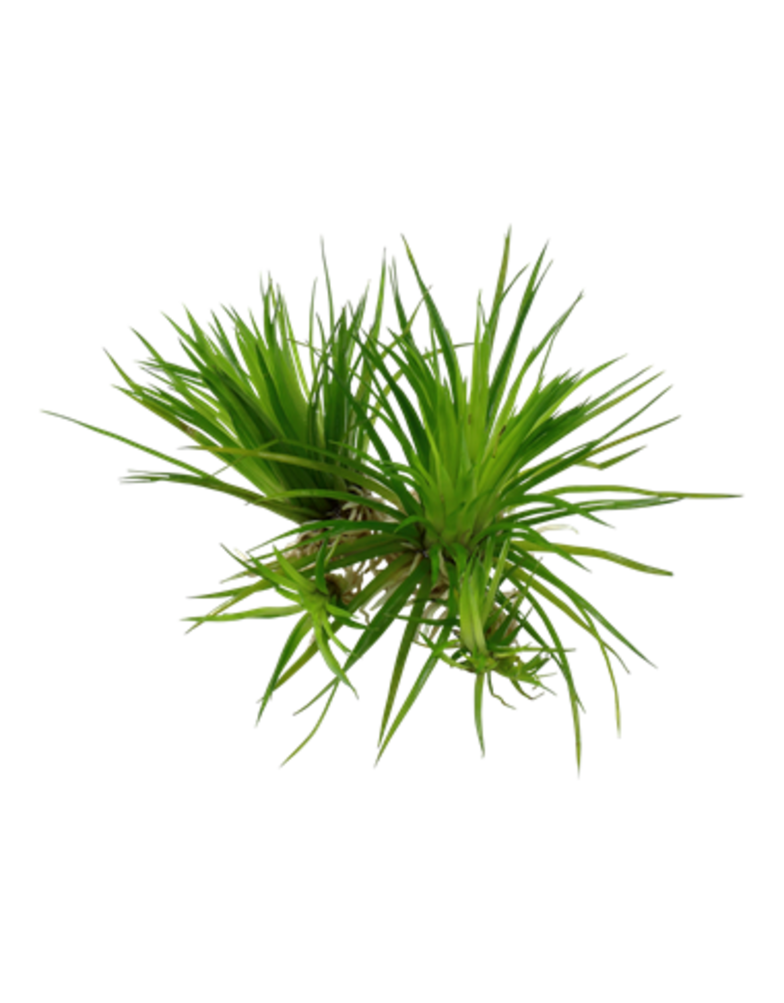 Tropica 1-2-GROW! Eriocaulon cinereum 'Polaris'