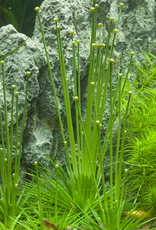Tropica 1-2-GROW! Eriocaulon cinereum