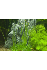 Tropica 1-2-GROW! Eriocaulon cinereum