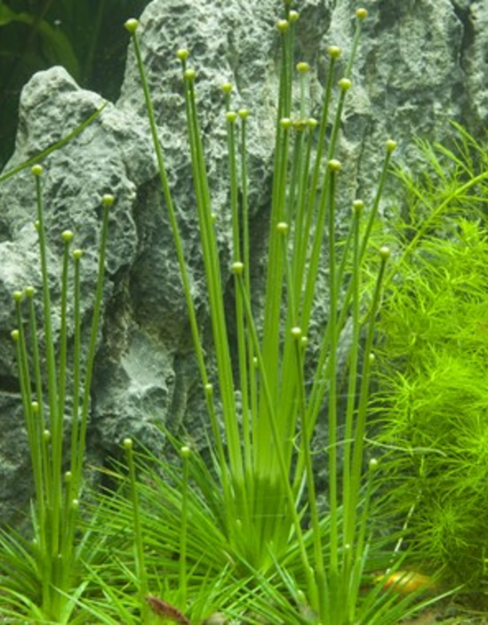 Tropica 1-2-GROW! Eriocaulon cinereum