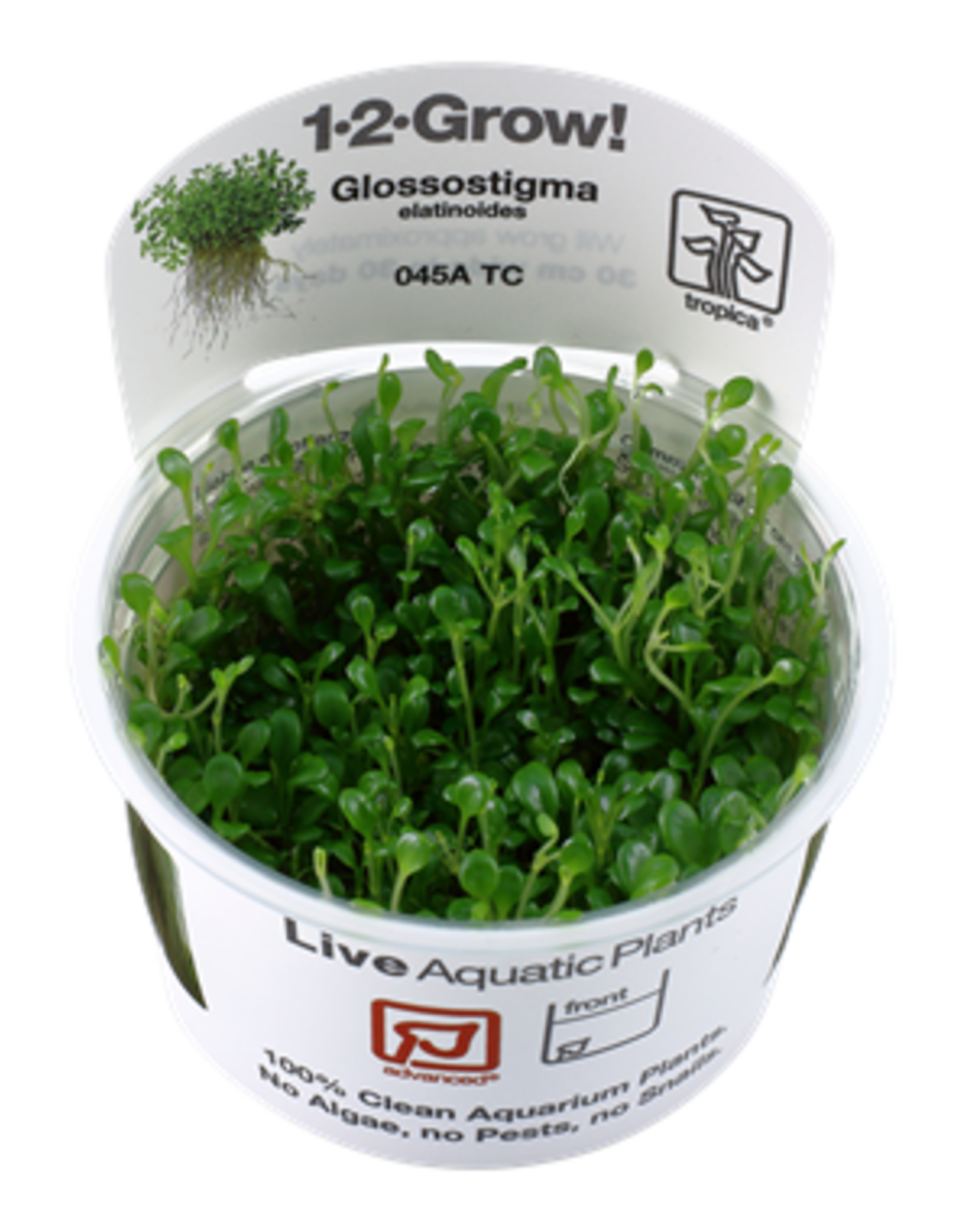Tropica 1-2-GROW! Glossostigma elatinoides