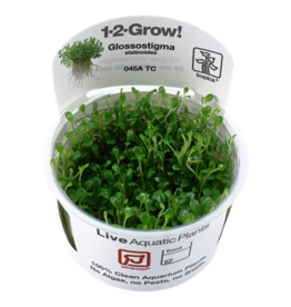 Tropica 1-2-GROW! Glossostigma elatinoides