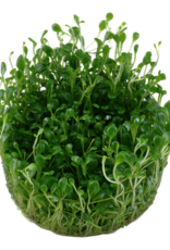 Tropica 1-2-GROW! Glossostigma elatinoides