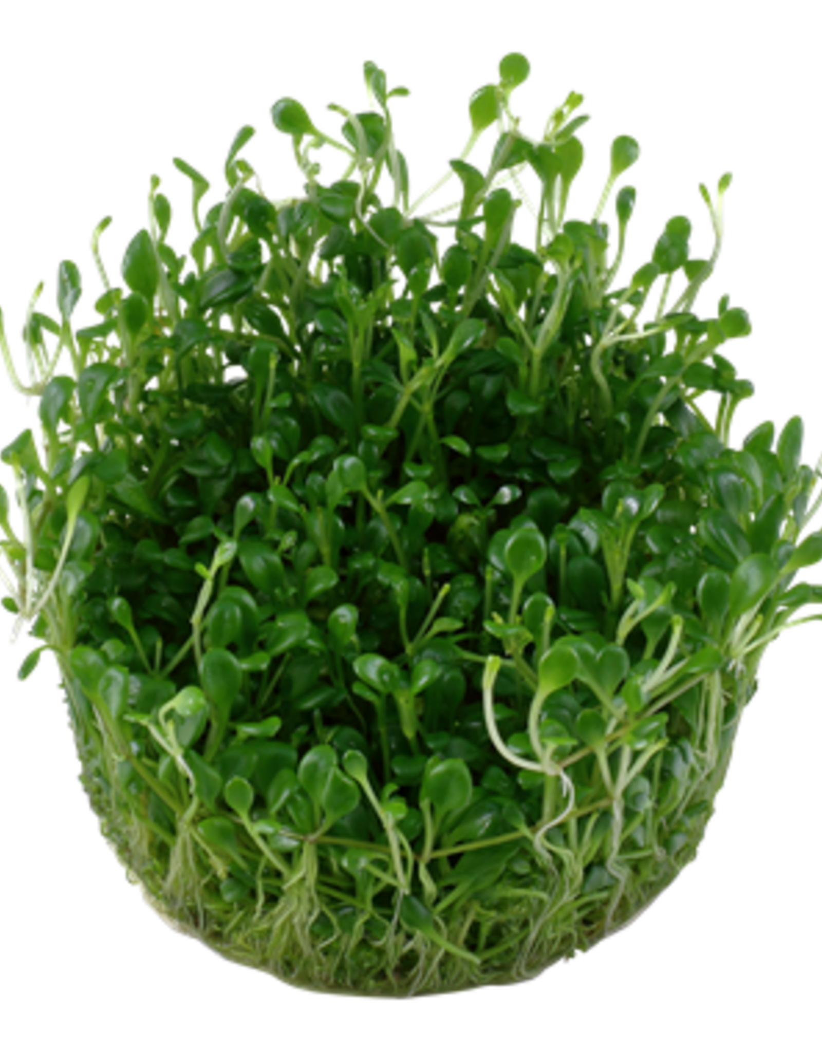 Tropica 1-2-GROW! Glossostigma elatinoides